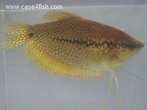 Foto Galerie/Anabantiformes/Trichopodus leerii/Trichopodus leerii_01_S.jpg